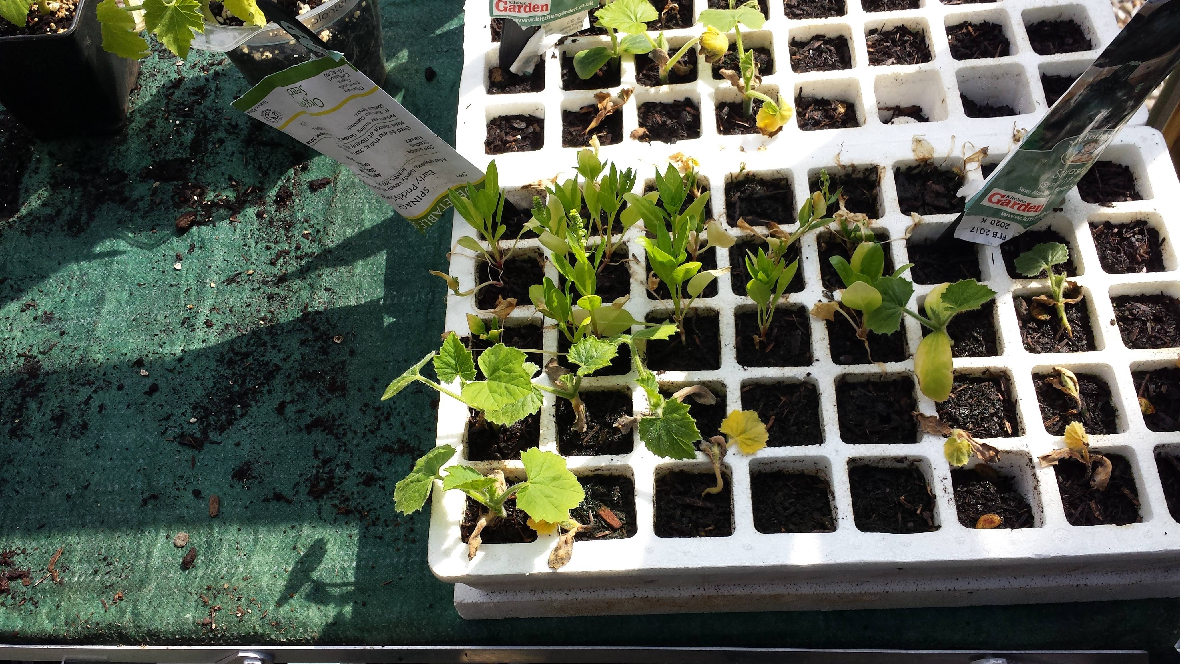 Squash in Greenhouse